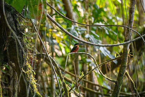 American pygmy kingfisher, Sani Lodge, Ecuador  American pygmy kingfisher,Chloroceryle aenea,Ecuador,Ecuador 2021,Geotagged,Sani Lodge,South America,Spring,World,Yasuni National Park