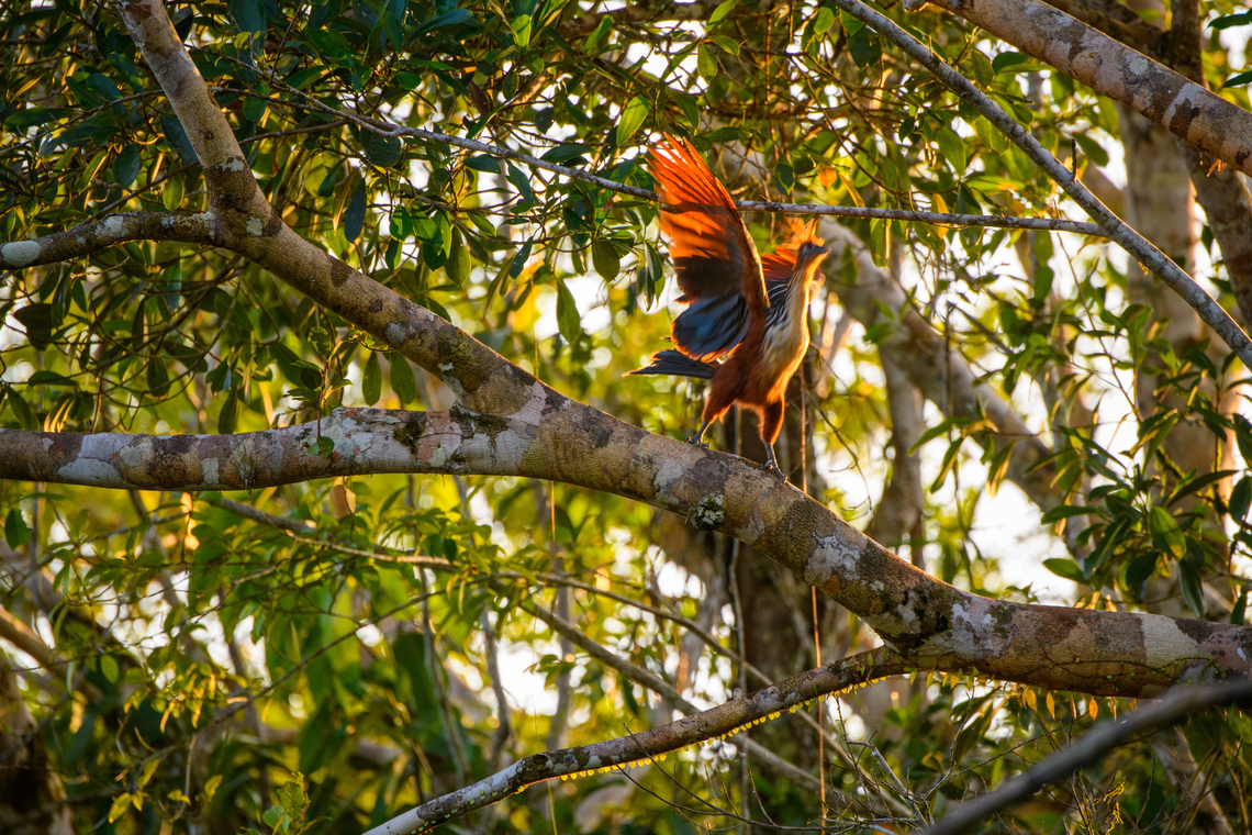 Hoatzin firebird, Sani Lodge, Ecuador As if there weren&#039;t enough reasons already to love Hoatzins, they can also spontaneously summit fire. Ecuador,Ecuador 2021,Geotagged,Hoatzin,Opisthocomus hoazin,Sani Lodge,South America,Spring,World,Yasuni National Park