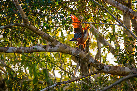 Hoatzin firebird, Sani Lodge, Ecuador As if there weren't enough reasons already to love Hoatzins, they can also spontaneously summit fire. Ecuador,Ecuador 2021,Geotagged,Hoatzin,Opisthocomus hoazin,Sani Lodge,South America,Spring,World,Yasuni National Park
