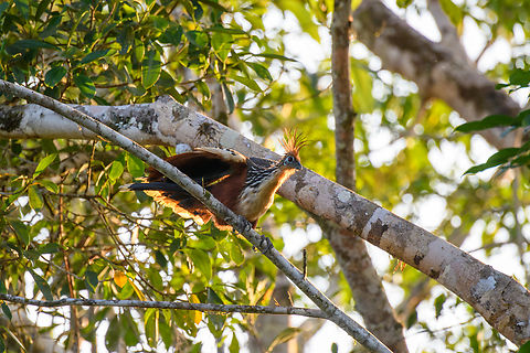 Hoatzin at sunset, Sani Lodge, Ecuador  Ecuador,Ecuador 2021,Geotagged,Hoatzin,Opisthocomus hoazin,Sani Lodge,South America,Spring,World,Yasuni National Park