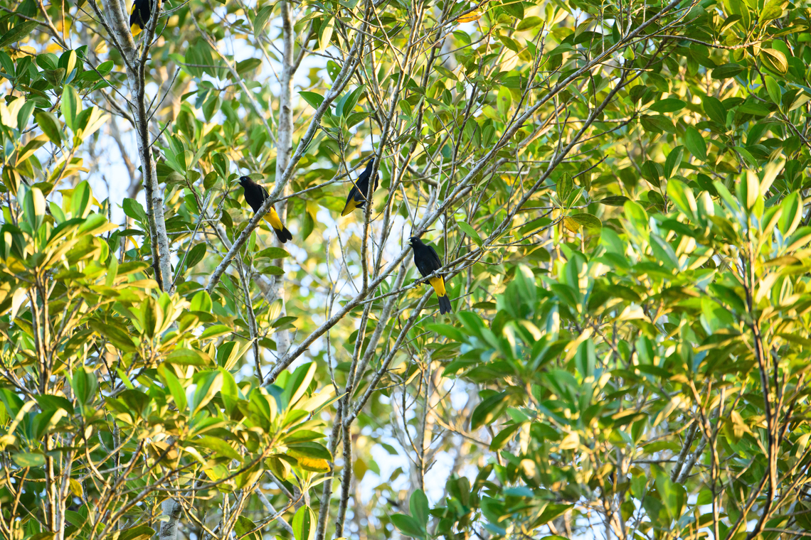 Yellow-rumped Caciques, Sani Lodge, Ecuador  Cacicus cela,Ecuador,Ecuador 2021,Geotagged,Sani Lodge,South America,Spring,World,Yasuni National Park,Yellow-rumped Cacique