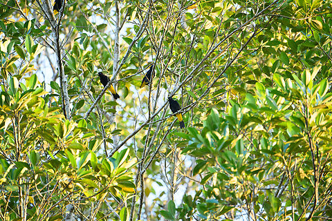 Yellow-rumped Caciques, Sani Lodge, Ecuador  Cacicus cela,Ecuador,Ecuador 2021,Geotagged,Sani Lodge,South America,Spring,World,Yasuni National Park,Yellow-rumped Cacique