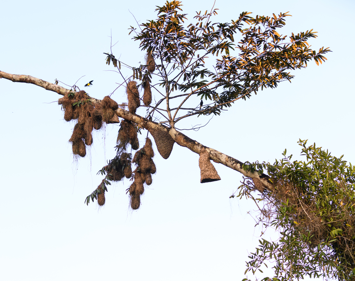 Yellow-rumped Cacique overhead nests, Sani Lodge, Ecuador This scene documents behavior attributed to multiple Cacique species: they build their nests close to paper wasp nests, intentionally. The cacique nests are on the left, followed by an ant or termite nest in the middle, lastly the paper wasp nest.<br />
<figure class="photo"><a href="https://www.jungledragon.com/image/132208/paper_wasp_nest_near_yellow-rumped_cacique_nests_sani_lodge_ecuador.html" title="Paper wasp nest near Yellow-rumped Cacique nests, Sani Lodge, Ecuador"><img src="https://s3.amazonaws.com/media.jungledragon.com/images/2/132208_thumb.jpg?AWSAccessKeyId=05GMT0V3GWVNE7GGM1R2&Expires=1767225610&Signature=mScbqGm0n4KEYoO%2FfN5Ljw7mlEg%3D" width="200" height="186" alt="Paper wasp nest near Yellow-rumped Cacique nests, Sani Lodge, Ecuador Context:<br />
https://www.jungledragon.com/image/132207/yellow-rumped_cacique_overhead_nests_sani_lodge_ecuador.html Ecuador,Ecuador 2021,Geotagged,Sani Lodge,South America,Spring,World,Yasuni National Park" /></a></figure> Ecuador,Ecuador 2021,Geotagged,Sani Lodge,South America,Spring,World,Yasuni National Park