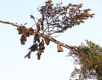 Yellow-rumped Cacique overhead nests, Sani Lodge, Ecuador This scene documents behavior attributed to multiple Cacique species: they build their nests close to paper wasp nests, intentionally. The cacique nests are on the left, followed by an ant or termite nest in the middle, lastly the paper wasp nest.<br />
https://www.jungledragon.com/image/132208/paper_wasp_nest_near_yellow-rumped_cacique_nests_sani_lodge_ecuador.html Ecuador,Ecuador 2021,Geotagged,Sani Lodge,South America,Spring,World,Yasuni National Park