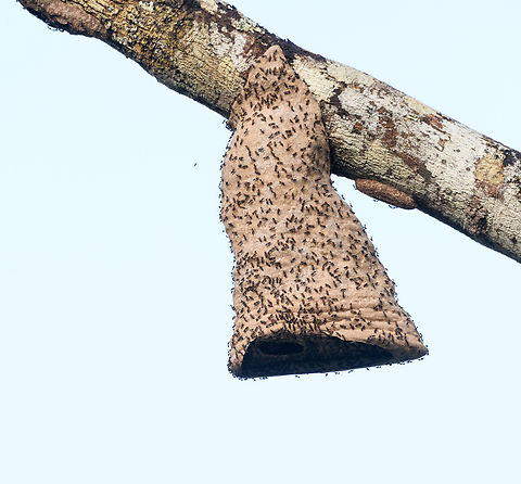 Paper wasp nest near Yellow-rumped Cacique nests, Sani Lodge, Ecuador Context:
https://www.jungledragon.com/image/132207/yellow-rumped_cacique_overhead_nests_sani_lodge_ecuador.html Ecuador,Ecuador 2021,Geotagged,Sani Lodge,South America,Spring,World,Yasuni National Park