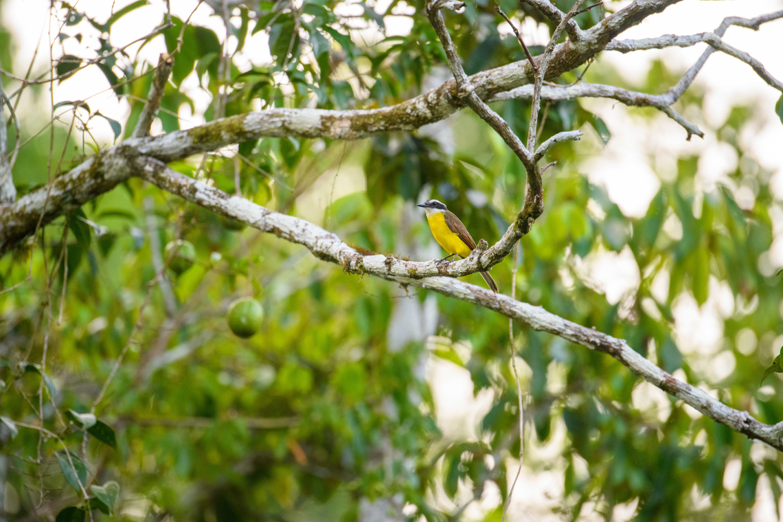 Lesser kiskadee, Sani Lodge, Ecuador  Ecuador,Ecuador 2021,Geotagged,Lesser kiskadee,Pitangus lictor,Sani Lodge,South America,Spring,World,Yasuni National Park