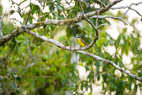 Lesser kiskadee, Sani Lodge, Ecuador  Ecuador,Ecuador 2021,Geotagged,Lesser kiskadee,Pitangus lictor,Sani Lodge,South America,Spring,World,Yasuni National Park