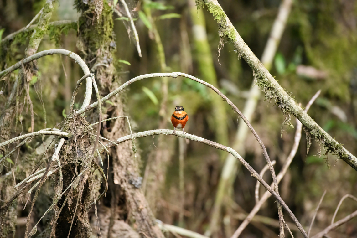 American pygmy kingfisher - perched, Sani Lodge, Ecuador  American pygmy kingfisher,Chloroceryle aenea,Ecuador,Ecuador 2021,Geotagged,Sani Lodge,South America,Spring,World,Yasuni National Park