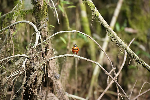 American pygmy kingfisher - perched, Sani Lodge, Ecuador  American pygmy kingfisher,Chloroceryle aenea,Ecuador,Ecuador 2021,Geotagged,Sani Lodge,South America,Spring,World,Yasuni National Park