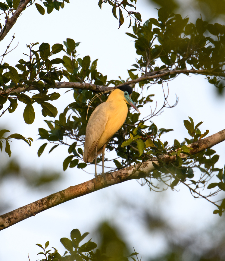 Capped Heron at sunset, Sani Lodge, Ecuador  Capped Heron,Ecuador,Ecuador 2021,Geotagged,Pilherodius pileatus,Sani Lodge,South America,Spring,World,Yasuni National Park