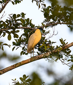 Capped Heron at sunset, Sani Lodge, Ecuador  Capped Heron,Ecuador,Ecuador 2021,Geotagged,Pilherodius pileatus,Sani Lodge,South America,Spring,World,Yasuni National Park