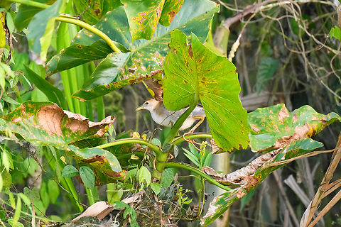 Azure gallinule, Sani Lodge, Ecuador  Azure gallinule,Ecuador,Ecuador 2021,Geotagged,Porphyrio flavirostris,Sani Lodge,South America,Spring,World,Yasuni National Park