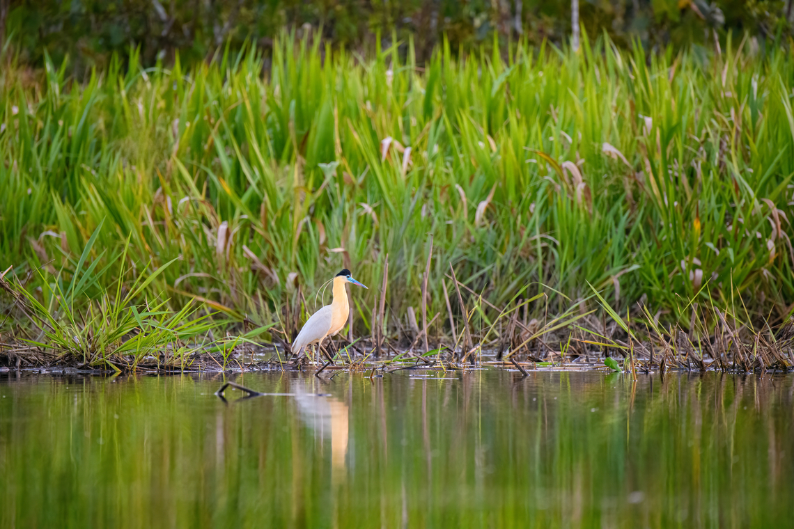 Capped Heron foraging, Sani Lodge, Ecuador  Capped Heron,Ecuador,Ecuador 2021,Geotagged,Pilherodius pileatus,Sani Lodge,South America,Spring,World,Yasuni National Park