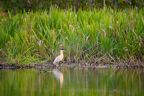 Capped Heron foraging, Sani Lodge, Ecuador  Capped Heron,Ecuador,Ecuador 2021,Geotagged,Pilherodius pileatus,Sani Lodge,South America,Spring,World,Yasuni National Park