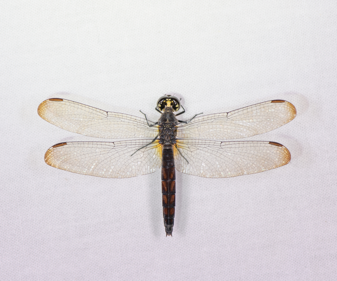 White-tailed Dragonlet (old female), Sani Lodge, Ecuador  Ecuador,Ecuador 2021,Erythrodiplax unimaculata,Geotagged,Sani Lodge,South America,Spring,White-tailed Dragonlet,World,Yasuni National Park