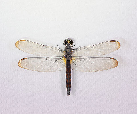 White-tailed Dragonlet (old female), Sani Lodge, Ecuador  Ecuador,Ecuador 2021,Erythrodiplax unimaculata,Geotagged,Sani Lodge,South America,Spring,White-tailed Dragonlet,World,Yasuni National Park
