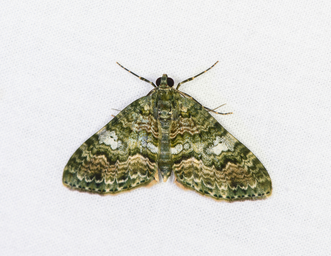 Carpet moth, Sani Lodge, Ecuador  Ecuador,Ecuador 2021,Geotagged,Sani Lodge,South America,Spring,World,Yasuni National Park