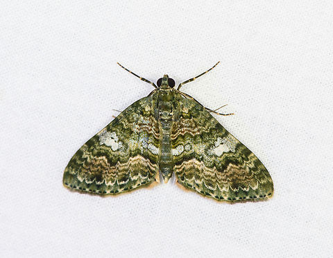 Carpet moth, Sani Lodge, Ecuador  Ecuador,Ecuador 2021,Geotagged,Sani Lodge,South America,Spring,World,Yasuni National Park