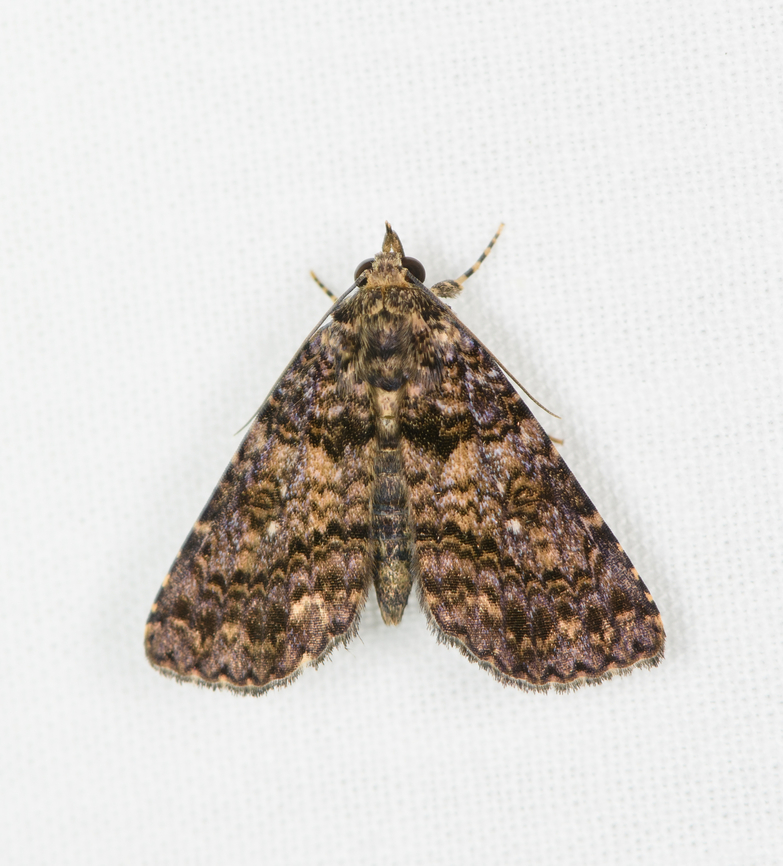 Fungus moth (Metalectra sp.), Sani Lodge, Ecuador  Ecuador,Ecuador 2021,Geotagged,Sani Lodge,South America,Spring,World,Yasuni National Park