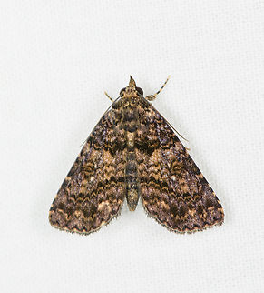 Fungus moth (Metalectra sp.), Sani Lodge, Ecuador  Ecuador,Ecuador 2021,Geotagged,Sani Lodge,South America,Spring,World,Yasuni National Park