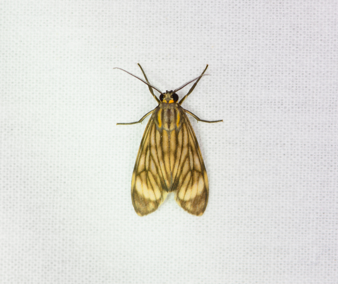 Eucereon costulata, Sani Lodge, Ecuador  Ecuador,Ecuador 2021,Eucereon costulata,Geotagged,Sani Lodge,South America,Spring,World,Yasuni National Park