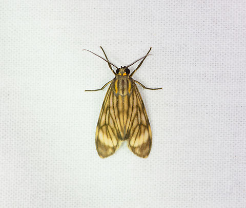 Eucereon costulata, Sani Lodge, Ecuador  Ecuador,Ecuador 2021,Eucereon costulata,Geotagged,Sani Lodge,South America,Spring,World,Yasuni National Park