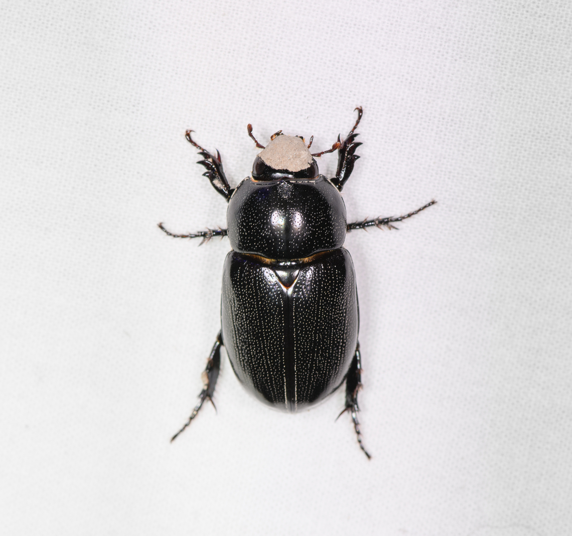 Black scarab beetle, Sani Lodge, Ecuador Possibly Dyscinetus or Tomarus sp. I&#039;m not sure what&#039;s going on with the head, I hope it&#039;s not some kind of infection. Ecuador,Ecuador 2021,Geotagged,Sani Lodge,South America,Spring,World,Yasuni National Park