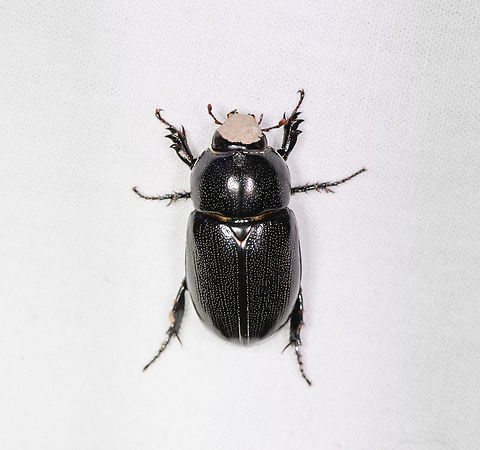 Black scarab beetle, Sani Lodge, Ecuador Possibly Dyscinetus or Tomarus sp. I'm not sure what's going on with the head, I hope it's not some kind of infection. Ecuador,Ecuador 2021,Geotagged,Sani Lodge,South America,Spring,World,Yasuni National Park