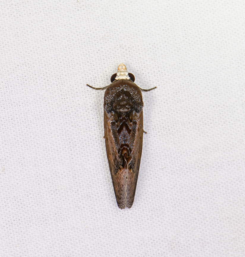 Gonodonta, Sani Lodge, Ecuador  Ecuador,Ecuador 2021,Geotagged,Sani Lodge,South America,Spring,World,Yasuni National Park