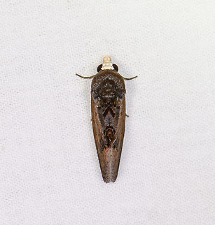 Gonodonta, Sani Lodge, Ecuador  Ecuador,Ecuador 2021,Geotagged,Sani Lodge,South America,Spring,World,Yasuni National Park