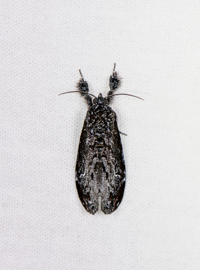 Monochrome moth, Sani Lodge, Ecuador It doesn&#039;t feature a single color at all :) Ecuador,Ecuador 2021,Geotagged,Sani Lodge,South America,Spring,World,Yasuni National Park