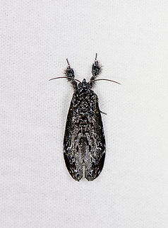 Monochrome moth, Sani Lodge, Ecuador It doesn't feature a single color at all :) Ecuador,Ecuador 2021,Geotagged,Sani Lodge,South America,Spring,World,Yasuni National Park