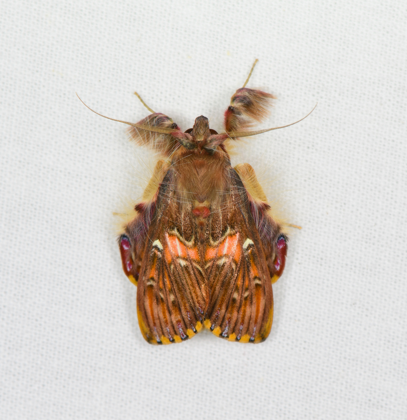 Walker's moth, Sani Lodge, Ecuador Somewhat unusual to find it in the Amazon region, it normally occurs at higher elevations. Ecuador,Ecuador 2021,Geotagged,Sani Lodge,Sosxetra grata,South America,Spring,Walker's moth,World,Yasuni National Park