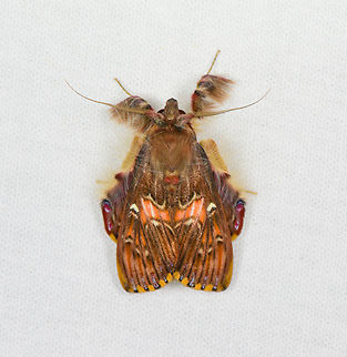 Walker's moth, Sani Lodge, Ecuador Somewhat unusual to find it in the Amazon region, it normally occurs at higher elevations. Ecuador,Ecuador 2021,Geotagged,Sani Lodge,Sosxetra grata,South America,Spring,Walker's moth,World,Yasuni National Park