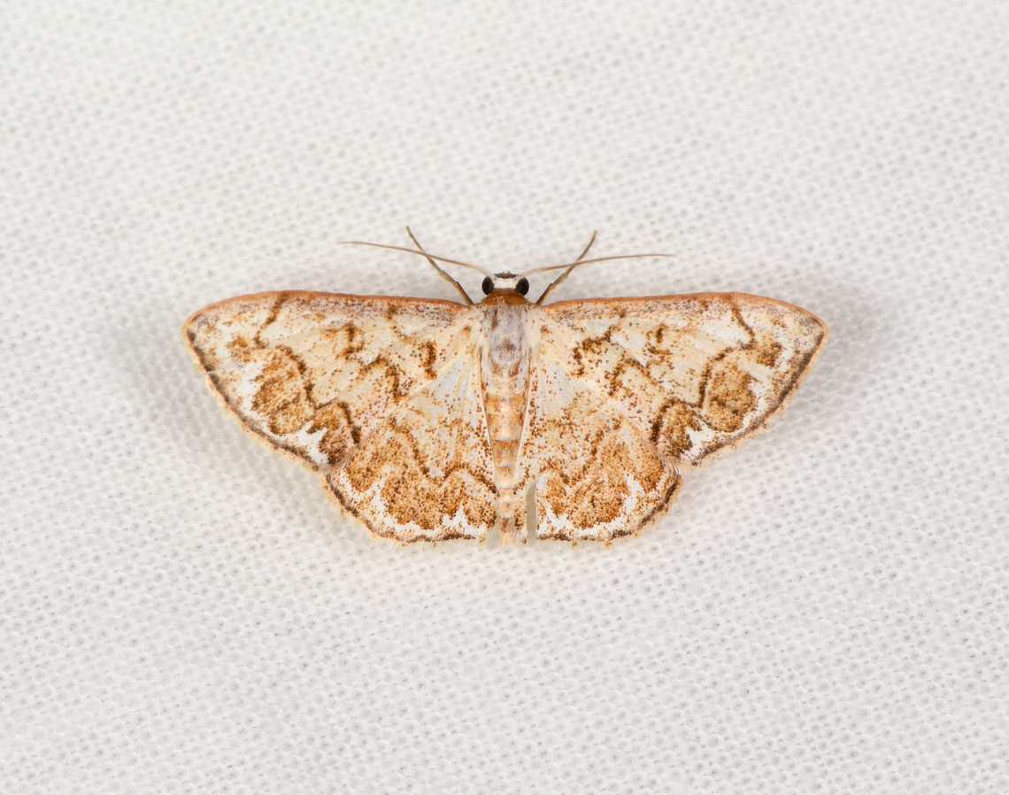 Idaea subfervens, Sani Lodge, Ecuador  Ecuador,Ecuador 2021,Geotagged,Idaea subfervens,Sani Lodge,South America,Spring,World,Yasuni National Park