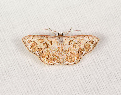 Idaea subfervens, Sani Lodge, Ecuador  Ecuador,Ecuador 2021,Geotagged,Idaea subfervens,Sani Lodge,South America,Spring,World,Yasuni National Park