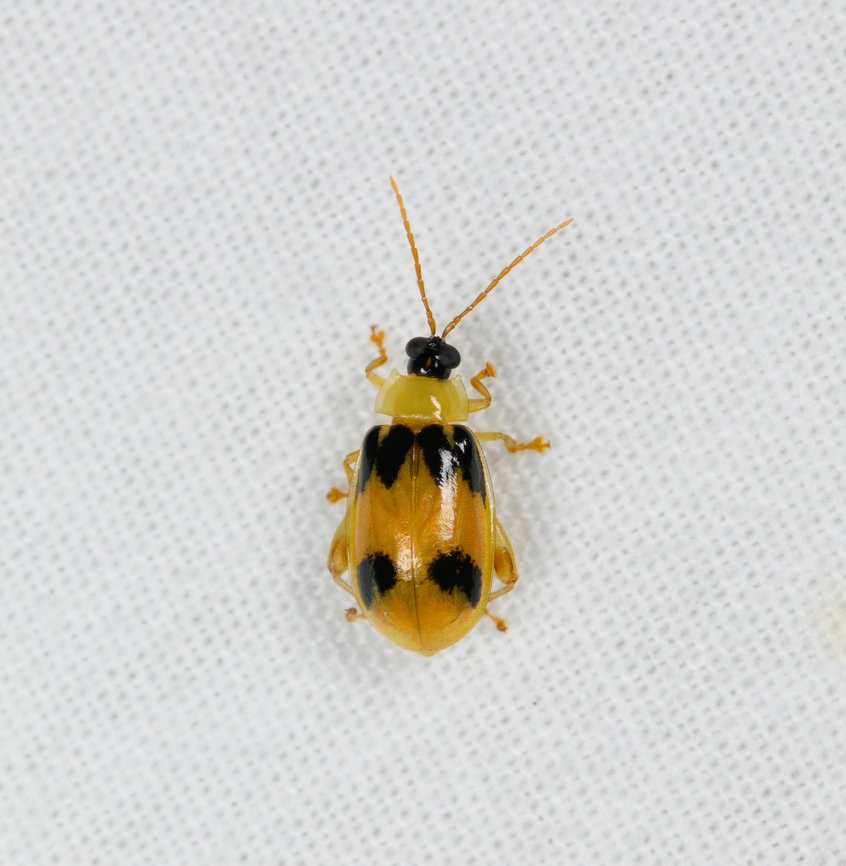 Flea beetle, Sani Lodge, Ecuador Possibly Walterianella sp. Ecuador,Ecuador 2021,Geotagged,Sani Lodge,South America,Spring,World,Yasuni National Park