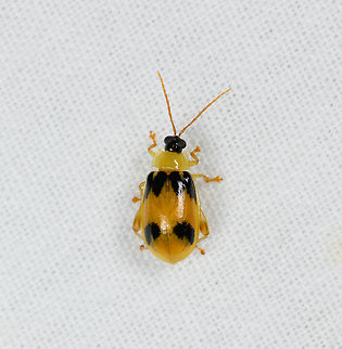 Flea beetle, Sani Lodge, Ecuador Possibly Walterianella sp. Ecuador,Ecuador 2021,Geotagged,Sani Lodge,South America,Spring,World,Yasuni National Park