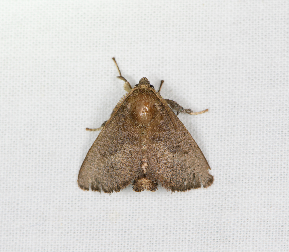 Brown lappet moth, Sani Lodge, Ecuador  Ecuador,Ecuador 2021,Geotagged,Sani Lodge,South America,Spring,World,Yasuni National Park