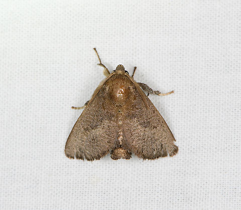 Brown lappet moth, Sani Lodge, Ecuador  Ecuador,Ecuador 2021,Geotagged,Sani Lodge,South America,Spring,World,Yasuni National Park