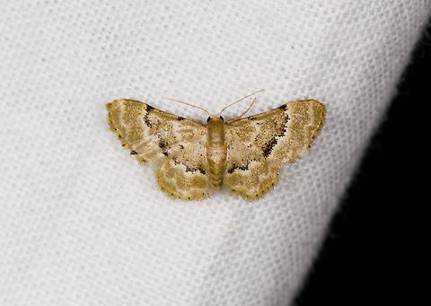 Idaea vagula, Sani Lodge, Ecuador  Ecuador,Ecuador 2021,Geotagged,Idaea vagula,Sani Lodge,South America,Spring,World,Yasuni National Park