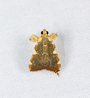 Parachma rufoflavalis, Sani Lodge, Ecuador https://www.jungledragon.com/image/132261/parachma_rufoflavalis_-_side_view_sani_lodge_ecuador.html Ecuador,Ecuador 2021,Geotagged,Parachma rufoflavalis,Sani Lodge,South America,Spring,World,Yasuni National Park