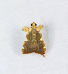 Parachma rufoflavalis, Sani Lodge, Ecuador https://www.jungledragon.com/image/132261/parachma_rufoflavalis_-_side_view_sani_lodge_ecuador.html Ecuador,Ecuador 2021,Geotagged,Parachma rufoflavalis,Sani Lodge,South America,Spring,World,Yasuni National Park