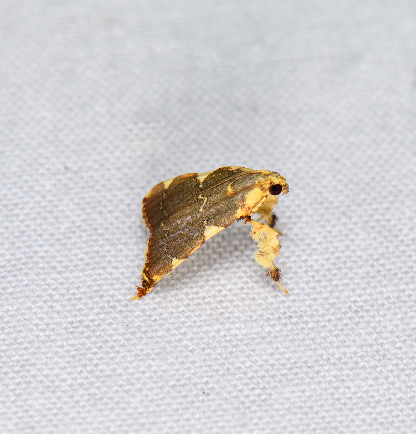 Parachma rufoflavalis - side view, Sani Lodge, Ecuador <figure class="photo"><a href="https://www.jungledragon.com/image/132260/parachma_rufoflavalis_sani_lodge_ecuador.html" title="Parachma rufoflavalis, Sani Lodge, Ecuador"><img src="https://s3.amazonaws.com/media.jungledragon.com/images/2/132260_thumb.jpg?AWSAccessKeyId=05GMT0V3GWVNE7GGM1R2&Expires=1769040010&Signature=EFDitDmGLRjdSDlkdX9sbDx%2FLPw%3D" width="140" height="152" alt="Parachma rufoflavalis, Sani Lodge, Ecuador https://www.jungledragon.com/image/132261/parachma_rufoflavalis_-_side_view_sani_lodge_ecuador.html Ecuador,Ecuador 2021,Geotagged,Parachma rufoflavalis,Sani Lodge,South America,Spring,World,Yasuni National Park" /></a></figure> Ecuador,Ecuador 2021,Geotagged,Parachma rufoflavalis,Sani Lodge,South America,Spring,World,Yasuni National Park