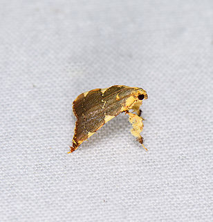 Parachma rufoflavalis - side view, Sani Lodge, Ecuador https://www.jungledragon.com/image/132260/parachma_rufoflavalis_sani_lodge_ecuador.html Ecuador,Ecuador 2021,Geotagged,Parachma rufoflavalis,Sani Lodge,South America,Spring,World,Yasuni National Park