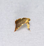 Parachma rufoflavalis - side view, Sani Lodge, Ecuador https://www.jungledragon.com/image/132260/parachma_rufoflavalis_sani_lodge_ecuador.html Ecuador,Ecuador 2021,Geotagged,Parachma rufoflavalis,Sani Lodge,South America,Spring,World,Yasuni National Park