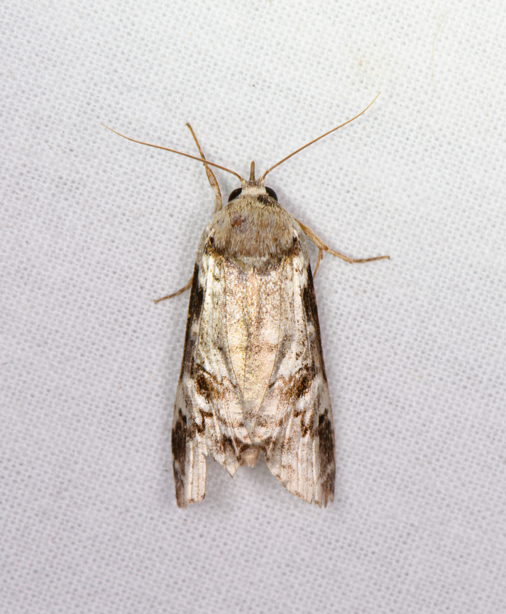 Unknown Noctuidae, Sani Lodge, Ecuador  Ecuador,Ecuador 2021,Geotagged,Sani Lodge,South America,Spring,World,Yasuni National Park