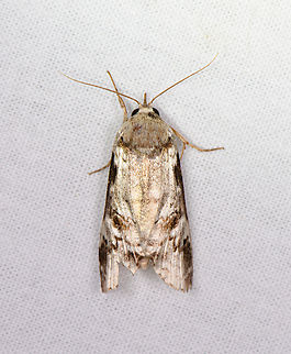 Unknown Noctuidae, Sani Lodge, Ecuador  Ecuador,Ecuador 2021,Geotagged,Sani Lodge,South America,Spring,World,Yasuni National Park