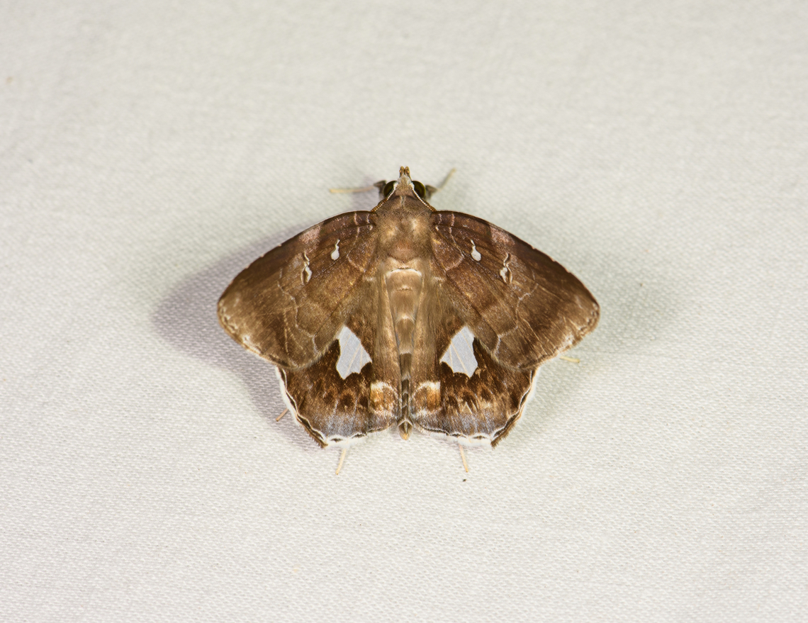 Macrodes cynara, Sani Lodge, Ecuador This one concludes coverage of the Sani Lodge location:<br />
<br />
<a href="https://www.jungledragon.com/tag/82080/sani_lodge.html" title="Sani Lodge" class="tag"><em>350</em>Sani Lodge</a><br />
<br />
<br />
 Ecuador,Ecuador 2021,Geotagged,Macrodes cynara,Sani Lodge,South America,Spring,World,Yasuni National Park