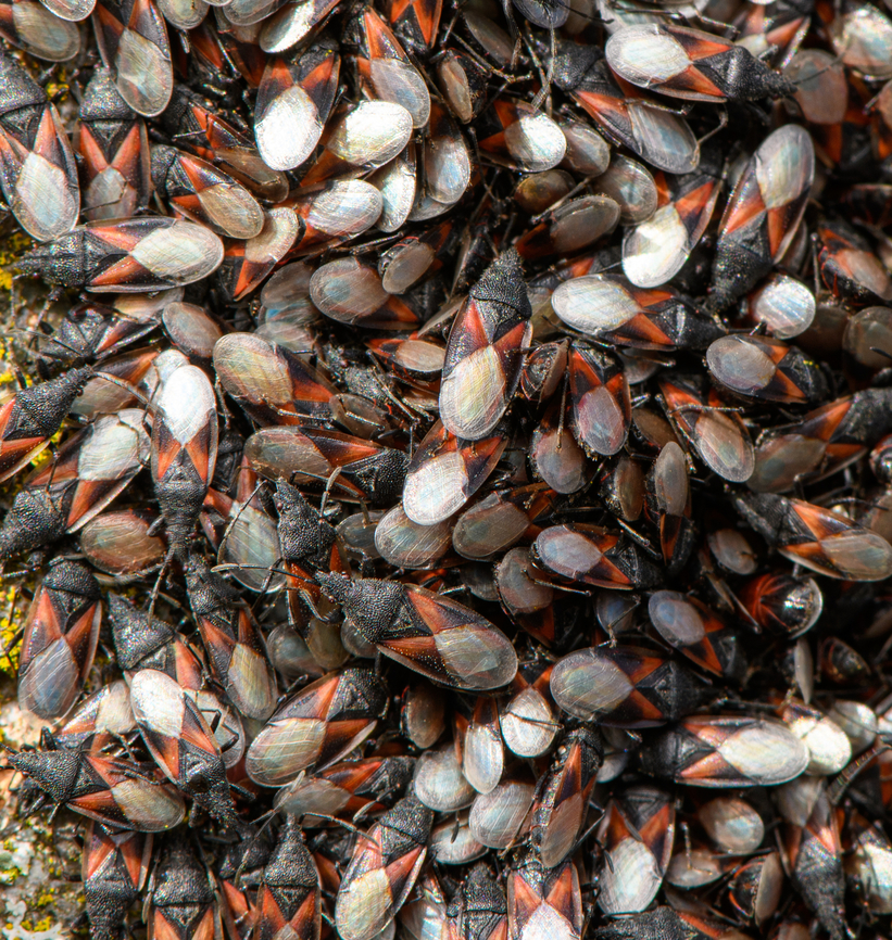 Oxycarenus lavaterae - 5, Netherlands A fresh observation from this morning. My friend Antoine asked about an insect &quot;plague&quot; on a tree in his street so I came to check it out. It turns out to be a mass gathering of the Lime Seed Bug (Oxycarenus lavaterae).<br />
<br />
This bug is originally from the Mediteranean and Africa, but has been spreading in the northern direction by means of imported trees/plants and the milder winters enabling them to survive. In 2016, our good friend Arp did a fantastic job of documenting the first population found in the Netherlands:<br />
<br />
<figure class="photo"><a href="https://www.jungledragon.com/image/46672/oxycarenus_lavaterae_various_life_stages.html" title="Oxycarenus lavaterae; Various life stages"><img src="https://s3.amazonaws.com/media.jungledragon.com/images/3043/46672_thumb.jpg?AWSAccessKeyId=05GMT0V3GWVNE7GGM1R2&Expires=1767225610&Signature=7V8UYzTvU4c0fUlRmBlTMs%2BaLpE%3D" width="200" height="150" alt="Oxycarenus lavaterae; Various life stages Images of various life stages from first population of this species found in the Netherlands.<br />
Photos taken in Maastricht, 2016-10-20<br />
Image used for article on Nature Today<br />
https://www.naturetoday.com/intl/nl/nature-reports/message/?msg=23062 Geotagged,Hemiptera,Heteroptera,Lygaeidae,Netherlands,Oxycareninae,Oxycarenus,Oxycarenus lavaterae,nl: Lindenspitskop" /></a></figure><br />
<br />
Since then, it has been seen more often, mostly in the South of the Netherlands. Current consensus is that they do little permanent damage to the trees, and basically serve as extra bird food.<br />
<br />
<figure class="photo"><a href="https://www.jungledragon.com/image/132306/oxycarenus_lavaterae_-_1_netherlands.html" title="Oxycarenus lavaterae - 1, Netherlands"><img src="https://s3.amazonaws.com/media.jungledragon.com/images/2/132306_thumb.jpg?AWSAccessKeyId=05GMT0V3GWVNE7GGM1R2&Expires=1767225610&Signature=m43hCp0XpfRm4sut3toqWjGNbtI%3D" width="102" height="152" alt="Oxycarenus lavaterae - 1, Netherlands A fresh observation from this morning. My friend Antoine asked about an insect &quot;plague&quot; on a tree in his street so I came to check it out. It turns out to be a mass gathering of the Lime Seed Bug (Oxycarenus lavaterae).<br />
<br />
This bug is originally from the Mediteranean and Africa, but has been spreading in the northern direction by means of imported trees/plants and the milder winters enabling them to survive. In 2016, our good friend Arp did a fantastic job of documenting the first population found in the Netherlands:<br />
<br />
https://www.jungledragon.com/image/46672/oxycarenus_lavaterae_various_life_stages.html<br />
<br />
Since then, it has been seen more often, mostly in the South of the Netherlands. Current consensus is that they do little permanent damage to the trees, and basically serve as extra bird food.<br />
<br />
https://www.jungledragon.com/image/132307/oxycarenus_lavaterae_-_2_netherlands.html<br />
https://www.jungledragon.com/image/132308/oxycarenus_lavaterae_-_3_netherlands.html<br />
https://www.jungledragon.com/image/132305/oxycarenus_lavaterae_-_4_netherlands.html<br />
https://www.jungledragon.com/image/132304/oxycarenus_lavaterae_-_5_netherlands.html Geotagged,Lime Seed Bug,Malvawants,Netherlands,Oxycarenus lavaterae,Spring" /></a></figure><br />
<figure class="photo"><a href="https://www.jungledragon.com/image/132307/oxycarenus_lavaterae_-_2_netherlands.html" title="Oxycarenus lavaterae - 2, Netherlands"><img src="https://s3.amazonaws.com/media.jungledragon.com/images/2/132307_thumb.jpg?AWSAccessKeyId=05GMT0V3GWVNE7GGM1R2&Expires=1767225610&Signature=iAGwEtewK7p9MX4rMDvbUR5qlTo%3D" width="200" height="134" alt="Oxycarenus lavaterae - 2, Netherlands A fresh observation from this morning. My friend Antoine asked about an insect &quot;plague&quot; on a tree in his street so I came to check it out. It turns out to be a mass gathering of the Lime Seed Bug (Oxycarenus lavaterae).<br />
<br />
This bug is originally from the Mediteranean and Africa, but has been spreading in the northern direction by means of imported trees/plants and the milder winters enabling them to survive. In 2016, our good friend Arp did a fantastic job of documenting the first population found in the Netherlands:<br />
<br />
https://www.jungledragon.com/image/46672/oxycarenus_lavaterae_various_life_stages.html<br />
<br />
Since then, it has been seen more often, mostly in the South of the Netherlands. Current consensus is that they do little permanent damage to the trees, and basically serve as extra bird food.<br />
<br />
https://www.jungledragon.com/image/132306/oxycarenus_lavaterae_-_1_netherlands.html<br />
https://www.jungledragon.com/image/132308/oxycarenus_lavaterae_-_3_netherlands.html<br />
https://www.jungledragon.com/image/132305/oxycarenus_lavaterae_-_4_netherlands.html<br />
https://www.jungledragon.com/image/132304/oxycarenus_lavaterae_-_5_netherlands.html Geotagged,Lime Seed Bug,Malvawants,Netherlands,Oxycarenus lavaterae,Spring" /></a></figure><br />
<figure class="photo"><a href="https://www.jungledragon.com/image/132308/oxycarenus_lavaterae_-_3_netherlands.html" title="Oxycarenus lavaterae - 3, Netherlands"><img src="https://s3.amazonaws.com/media.jungledragon.com/images/2/132308_thumb.jpg?AWSAccessKeyId=05GMT0V3GWVNE7GGM1R2&Expires=1767225610&Signature=qIVypQ%2F3Dyi%2BsBR7kckvyM5o6%2Fk%3D" width="200" height="134" alt="Oxycarenus lavaterae - 3, Netherlands A fresh observation from this morning. My friend Antoine asked about an insect &quot;plague&quot; on a tree in his street so I came to check it out. It turns out to be a mass gathering of the Lime Seed Bug (Oxycarenus lavaterae).<br />
<br />
This bug is originally from the Mediteranean and Africa, but has been spreading in the northern direction by means of imported trees/plants and the milder winters enabling them to survive. In 2016, our good friend Arp did a fantastic job of documenting the first population found in the Netherlands:<br />
<br />
https://www.jungledragon.com/image/46672/oxycarenus_lavaterae_various_life_stages.html<br />
<br />
Since then, it has been seen more often, mostly in the South of the Netherlands. Current consensus is that they do little permanent damage to the trees, and basically serve as extra bird food.<br />
<br />
https://www.jungledragon.com/image/132306/oxycarenus_lavaterae_-_1_netherlands.html<br />
https://www.jungledragon.com/image/132307/oxycarenus_lavaterae_-_2_netherlands.html<br />
https://www.jungledragon.com/image/132305/oxycarenus_lavaterae_-_4_netherlands.html<br />
https://www.jungledragon.com/image/132304/oxycarenus_lavaterae_-_5_netherlands.html Geotagged,Lime Seed Bug,Malvawants,Netherlands,Oxycarenus lavaterae,Spring" /></a></figure><br />
<figure class="photo"><a href="https://www.jungledragon.com/image/132305/oxycarenus_lavaterae_-_4_netherlands.html" title="Oxycarenus lavaterae - 4, Netherlands"><img src="https://s3.amazonaws.com/media.jungledragon.com/images/2/132305_thumb.jpg?AWSAccessKeyId=05GMT0V3GWVNE7GGM1R2&Expires=1767225610&Signature=ZLZI8id8fylBlsqNbLssdVYmKRM%3D" width="120" height="152" alt="Oxycarenus lavaterae - 4, Netherlands A fresh observation from this morning. My friend Antoine asked about an insect &quot;plague&quot; on a tree in his street so I came to check it out. It turns out to be a mass gathering of the Lime Seed Bug (Oxycarenus lavaterae).<br />
<br />
This bug is originally from the Mediteranean and Africa, but has been spreading in the northern direction by means of imported trees/plants and the milder winters enabling them to survive. In 2016, our good friend Arp did a fantastic job of documenting the first population found in the Netherlands:<br />
<br />
https://www.jungledragon.com/image/46672/oxycarenus_lavaterae_various_life_stages.html<br />
<br />
Since then, it has been seen more often, mostly in the South of the Netherlands. Current consensus is that they do little permanent damage to the trees, and basically serve as extra bird food.<br />
<br />
https://www.jungledragon.com/image/132306/oxycarenus_lavaterae_-_1_netherlands.html<br />
https://www.jungledragon.com/image/132307/oxycarenus_lavaterae_-_2_netherlands.html<br />
https://www.jungledragon.com/image/132308/oxycarenus_lavaterae_-_3_netherlands.html<br />
https://www.jungledragon.com/image/132304/oxycarenus_lavaterae_-_5_netherlands.html Geotagged,Lime Seed Bug,Malvawants,Netherlands,Oxycarenus lavaterae,Spring" /></a></figure> Geotagged,Lime Seed Bug,Malvawants,Netherlands,Oxycarenus lavaterae,Spring